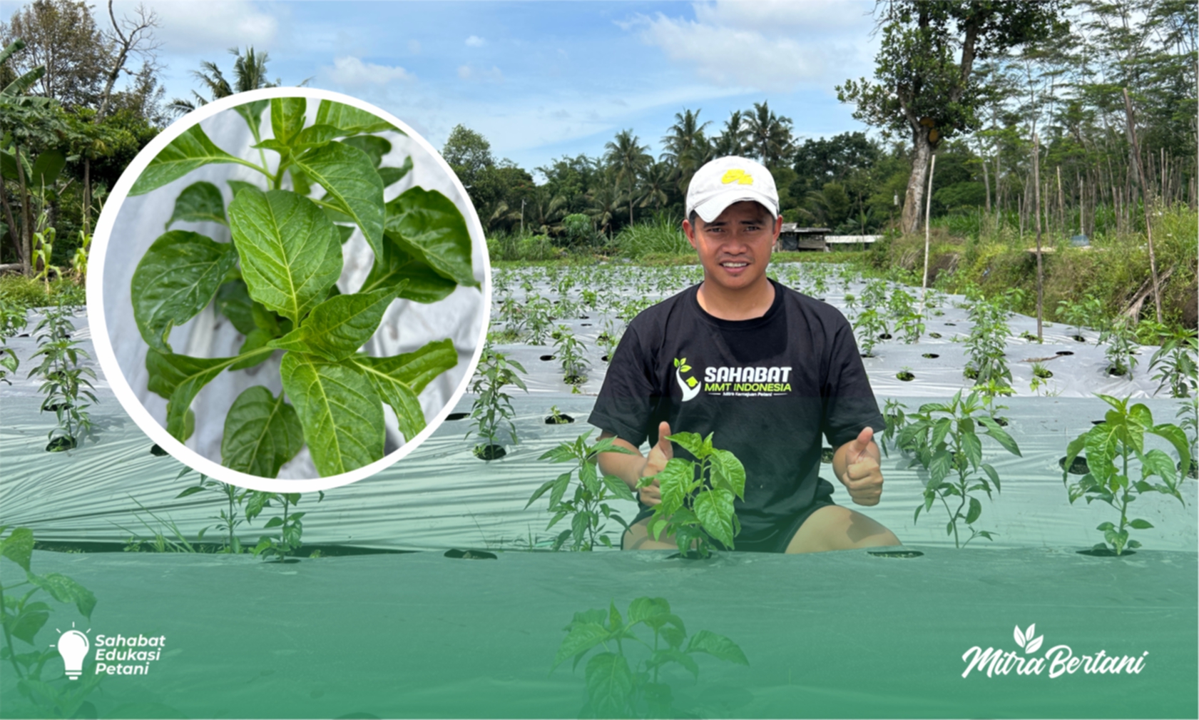 Budidaya Cabai : Langkah Mudah Menekan Penyulaman Pasca Pindah Tanam. 