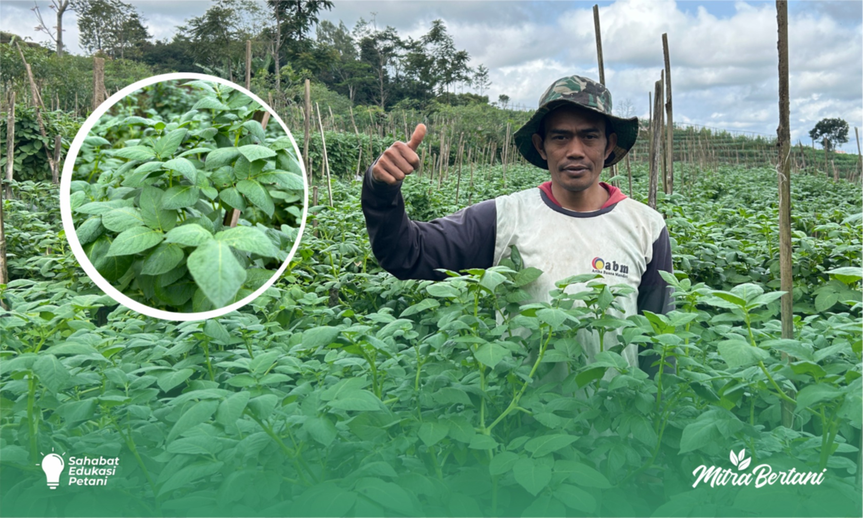 Budidaya Kentang : Memaksimalkan Hasil dengan Pengelolaan Pestisida dan Nutrisi