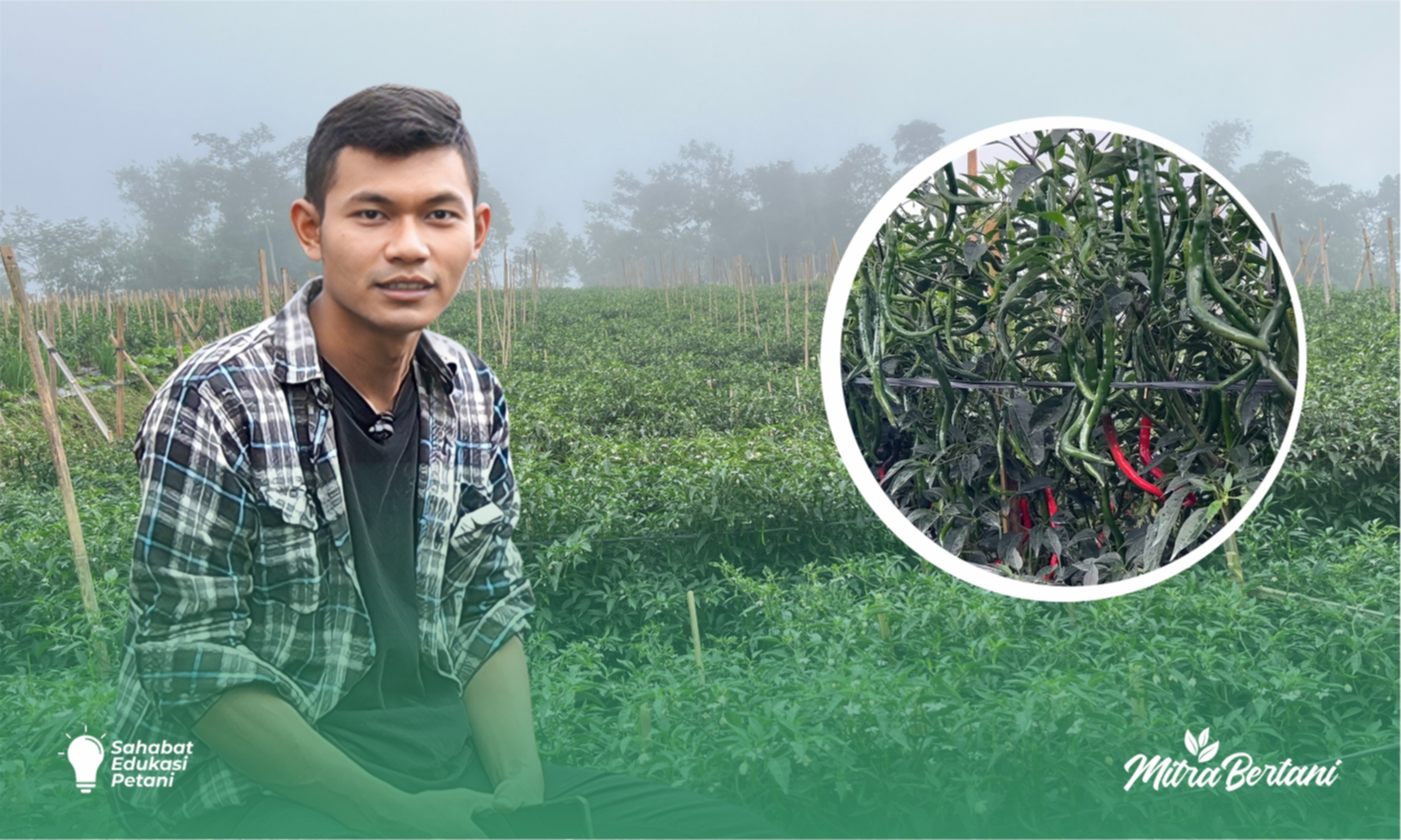 Budidaya Cabai Merah Keriting : Cuaca Ekstrem Memang Takdir, Tapi Tanaman Terhindar dari Layu adalah