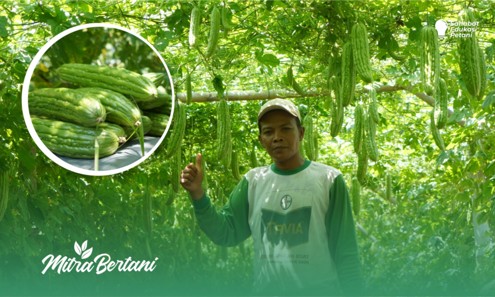 Budidaya Tanaman Pare : Solusi Menarik Pengendalian Lalat Buah