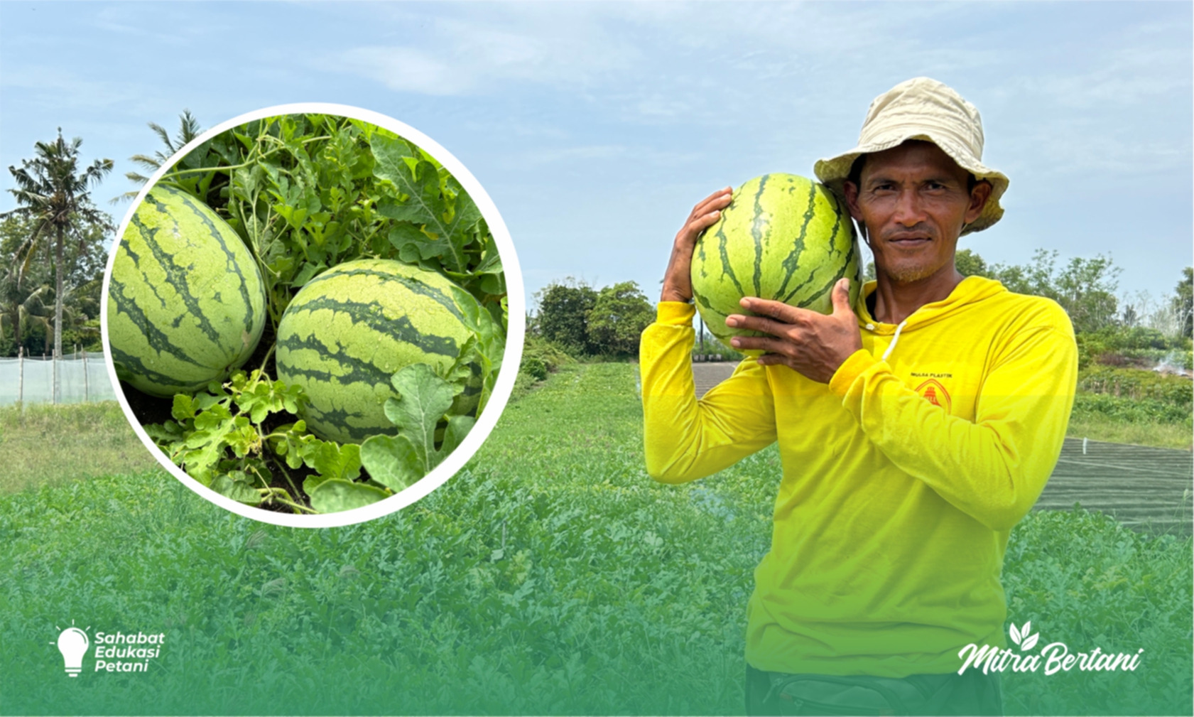 Budidaya Semangka : Strategi Efektif Pola Pemberian Pupuk untuk Budidaya Semangka di Lahan Pasir