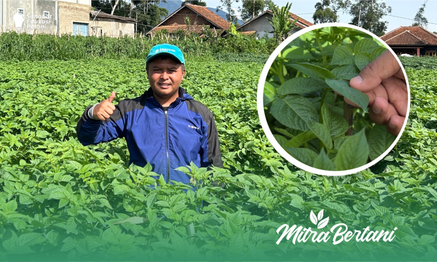Budidaya Kentang : Amunisi Pertahanan Daya Tumbuh Tanaman di Musim Ekstrim