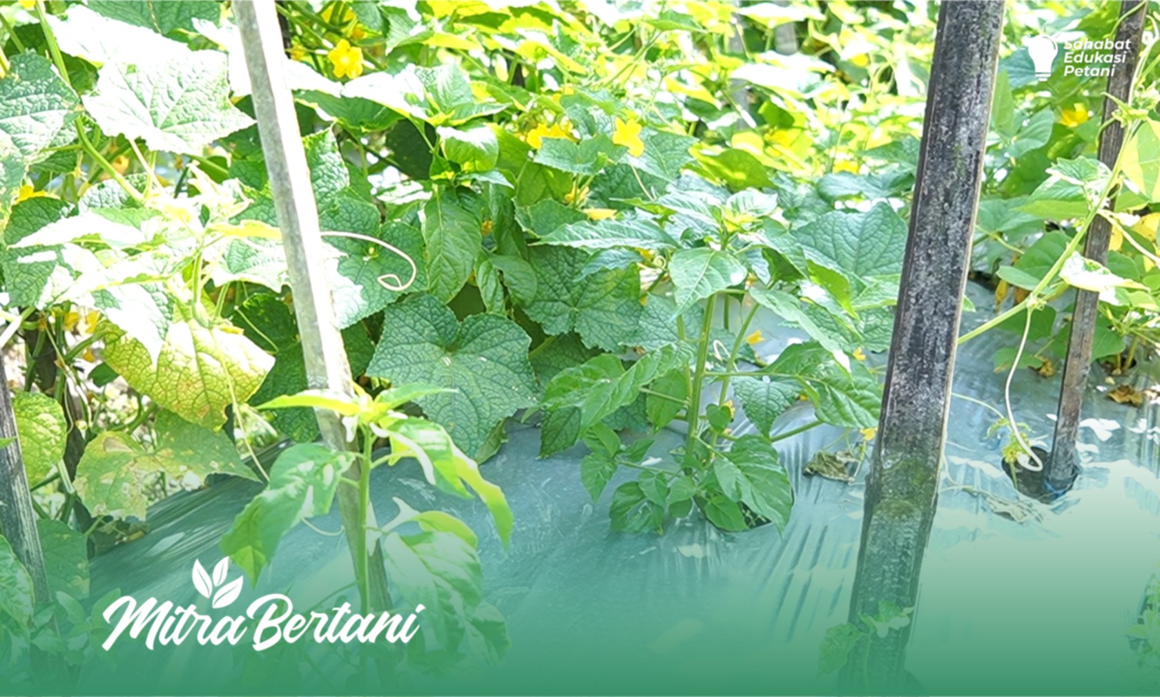 Pola Tumpangsari : Jangan Asal-Asalan ! Point Penting Tanam Pola Tumpangsari