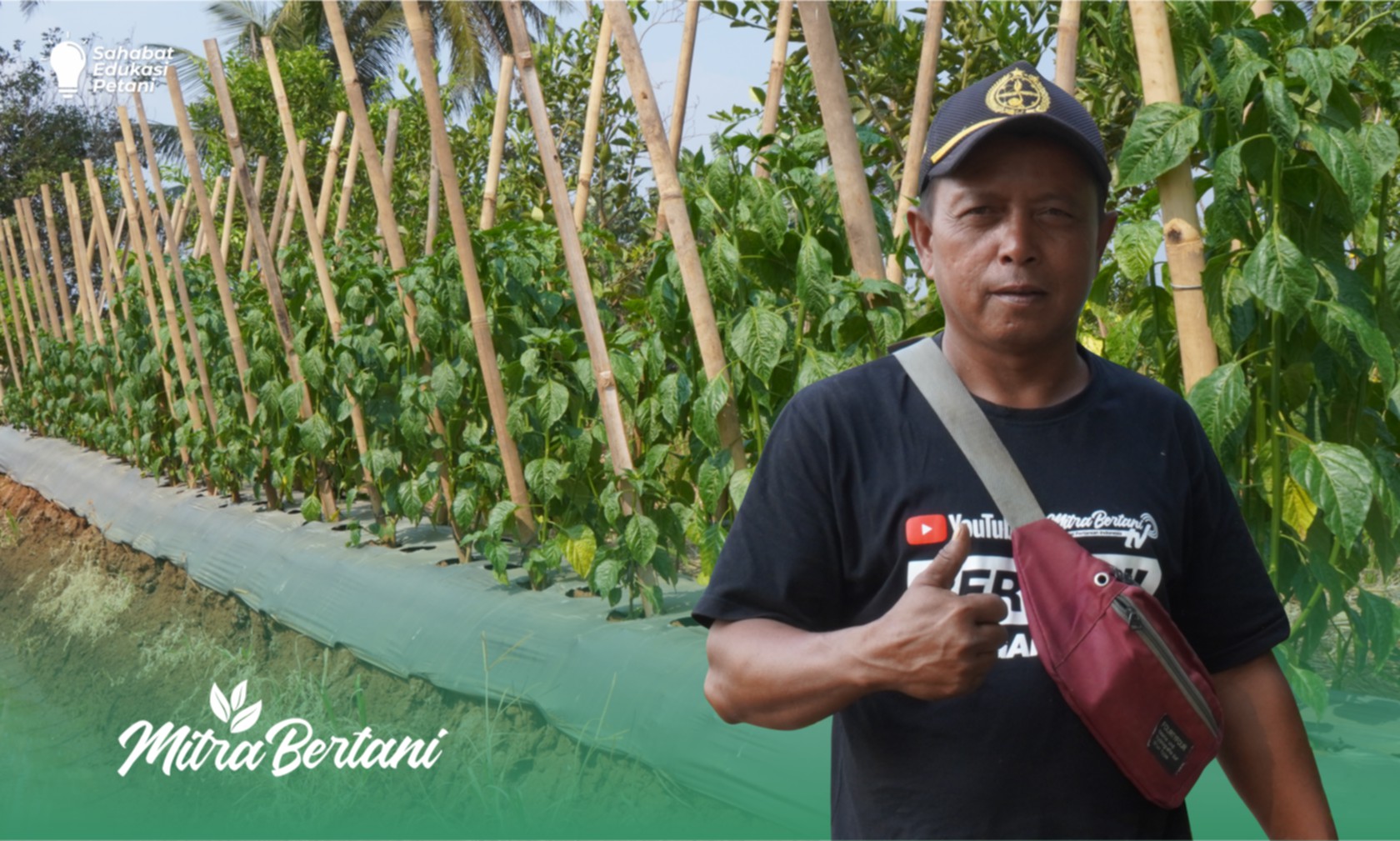 Budidaya Cabai : Sinergi Pupuk Paling Mantap! Tumbuh Ciamik di Kemarau Ekstrim