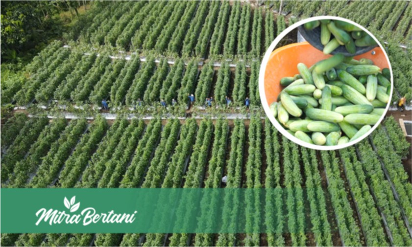 Budidaya Timun Baby : Pola Perawatan Si Hijau Mungil yang Menguntungkan