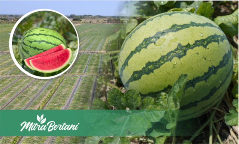 Sukses Budidaya Tanaman Semangka : Sekali Tanam Langsung Tercandu - Candu