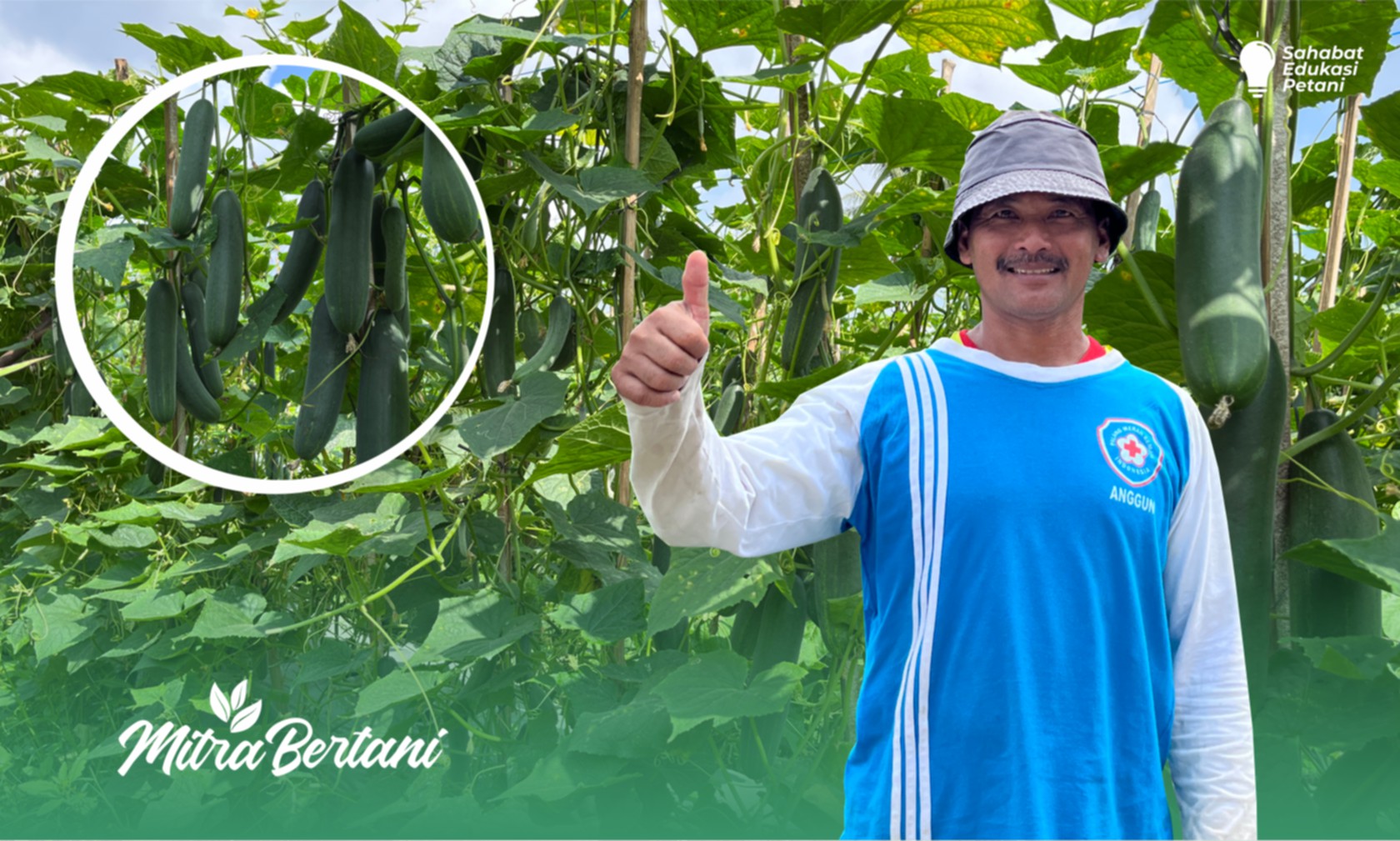 Budidaya Tanaman Timun : Cara Mudah Menghasilkan Panen 2 kg/Tanaman