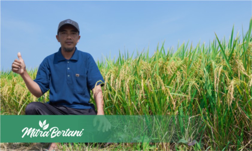 Budidaya Padi : Hasil Optimal dengan Biaya Murah dan Tanpa Fungisida