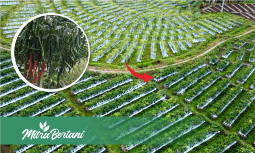 Budidaya Cabai Keriting : Perawatan Paling Mudah dan Murah di Lahan Bekas