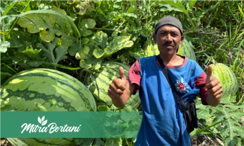 Budidaya Tanaman Semangka : Menghasilkan Buah Berkualitas dengan Hemat Biaya Perawatan.