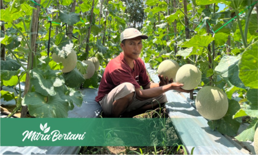 Budidaya Melon : Pemilihan Varietas Memainkan Peran Vital dalam Keberhasilan Budidaya