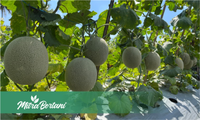 Tumpangsari Paling Efektif : Kiat Sukses Menghasilkan Buah Optimal dan Melimpah.