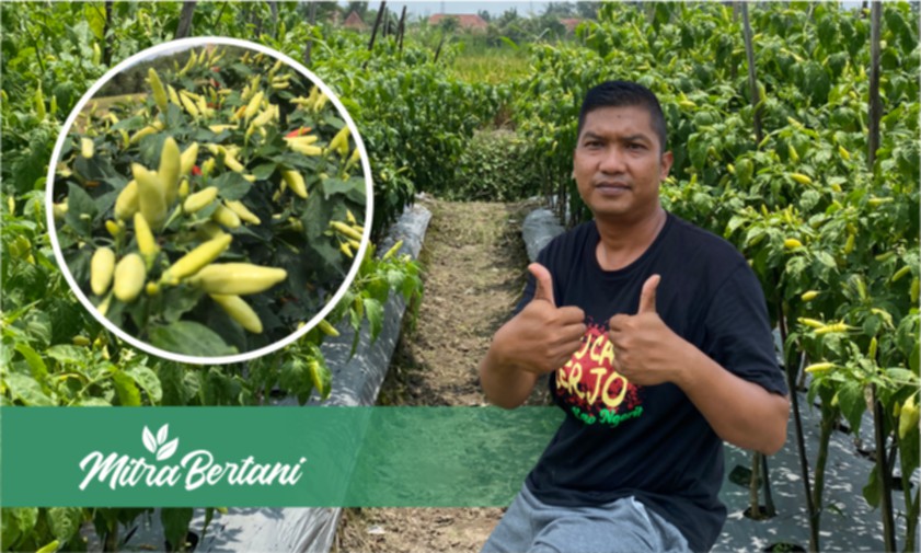 Tanpa Pupuk Kimia dan Tanpa Rotasi Tanam, Sukses Tanam Cabai dilahan Bekas