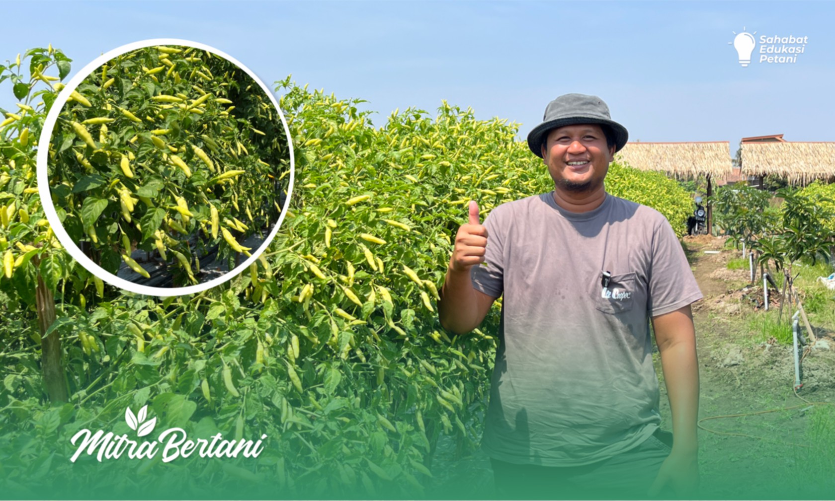 Layak dijadikan Guru Budidaya Cabai !! Pupuk Dasar Tanpa Kimia, 10.000 tanaman full buah !!