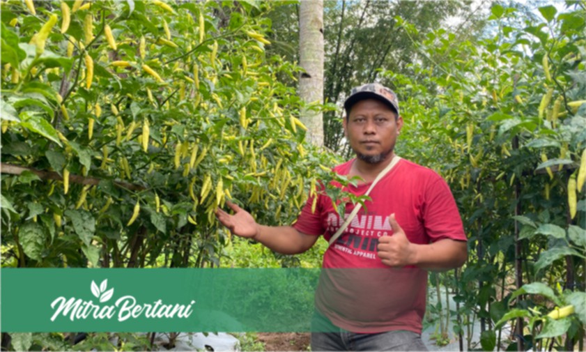 Menolak Bersahabat dengan Penyakit! Formula Dahsyat Tanaman Cabai di Lahan Lembap