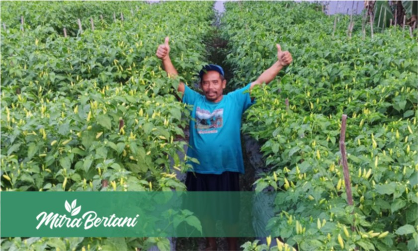 Faktor Penting Tanam Cabai : Tanpa Fungisida Hasilnya Bikin Bangga