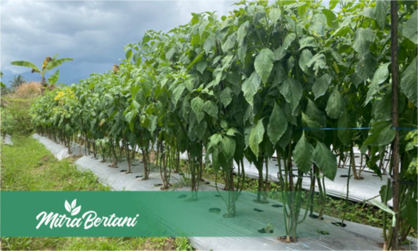 Menakjubkan! Metode Master Cabai Kembali Menjadi Inspirasi