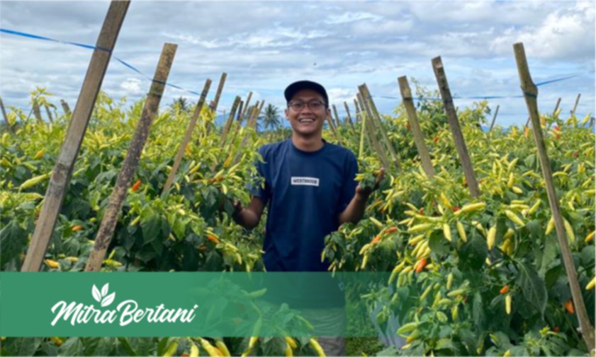 Bukan Sembarang Resep! Racikan Mujarap Pengolahan Lahan Tanaman Cabai