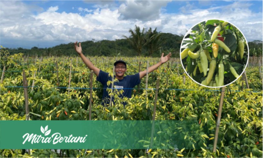 Virus Gemini Tidak Menjadi Penghalang!! Perawatan Tepat Produktivitas Meningkat