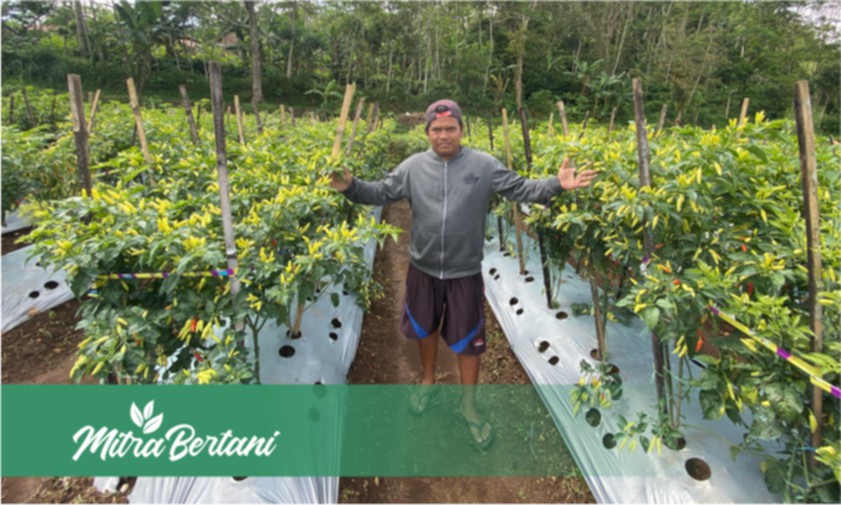 Bukan Sembarang Metode! Uji Coba Metode Master Cabai di Lahan Ekstrim