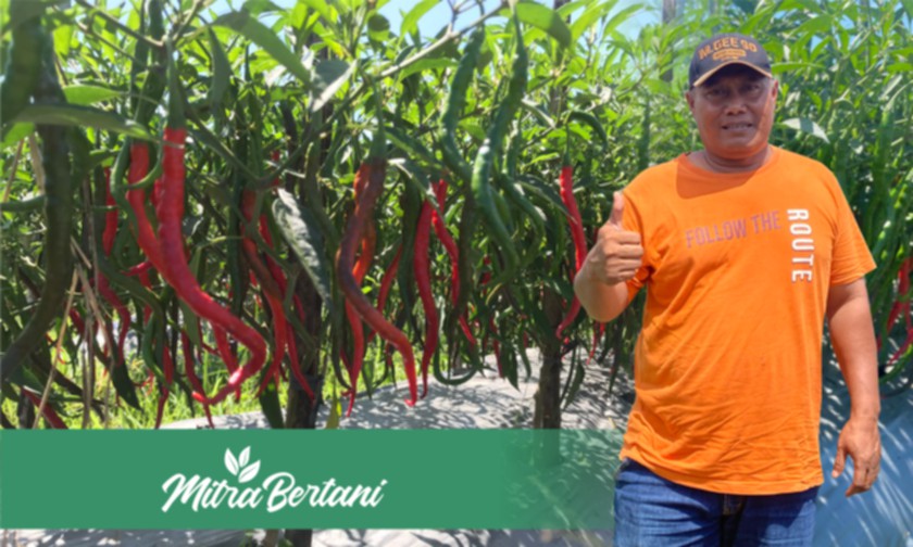 Budidaya Cabai Merah Keriting : Resep Formula Tepat Anti Virus dan Bebas Penyakit 