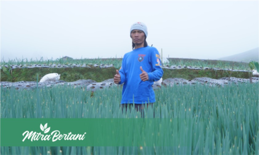 Resep Mujarab ! Cara Mudah Mempertebal Tanaman Daun Bawang