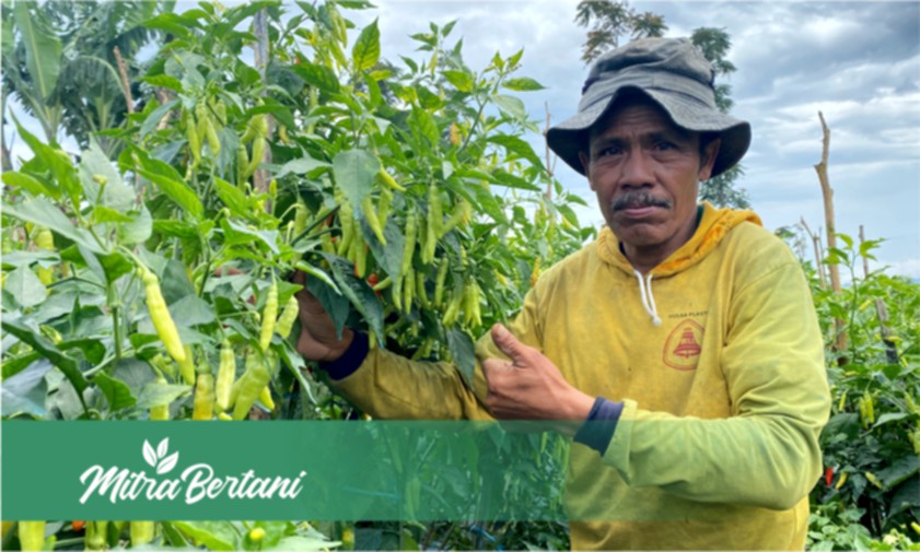 Tanpa Olah Lahan Selama 2 Tahun ! Tips Sukses Budidaya Cabai dilahan Bekas