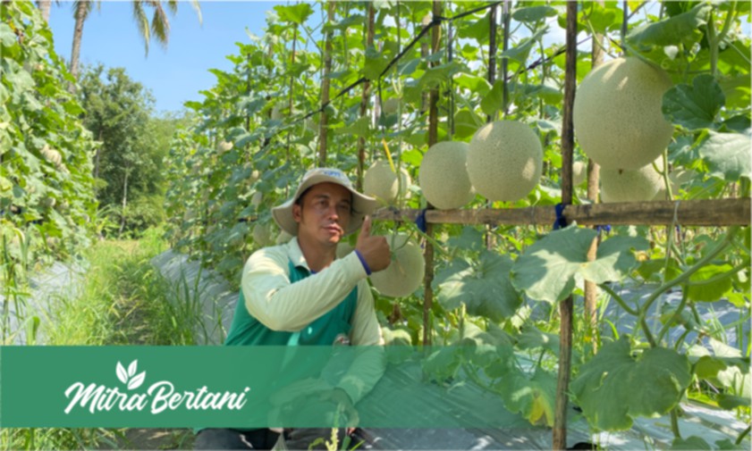 Belajar Bersama Master Melon : Pemupukan Kue Lapis Menghasilkan Hasil Manis