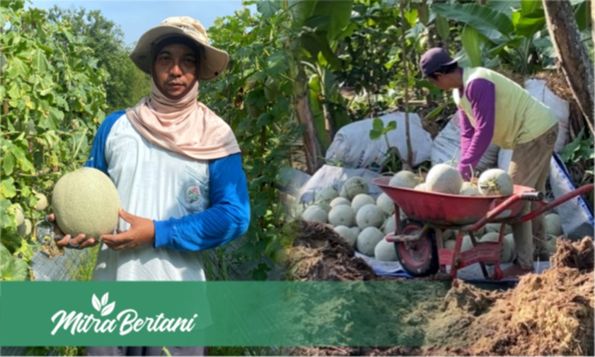 Budidaya Melon : Langkah Perawatan Awal Menghasilkan Cuan Manis
