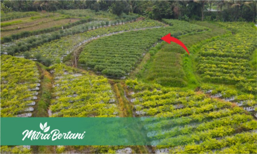 Uji Coba Varietas Tahan Virus dan Toleran Layu di Lahan Endemik Virus Kuning