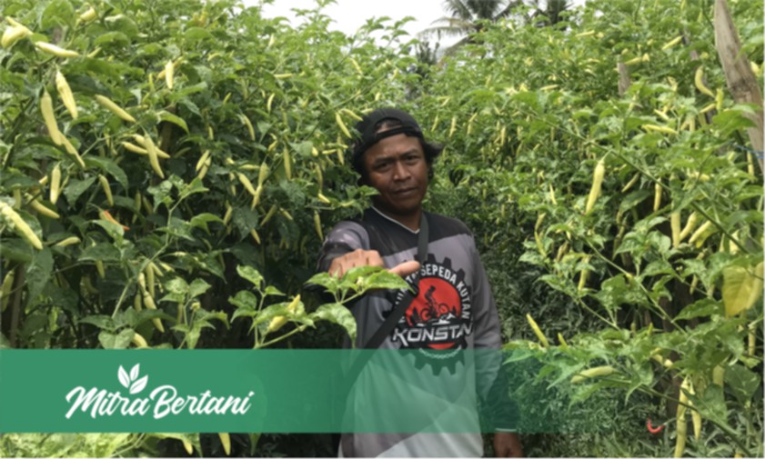 Pembuktian Perbandingan Antar Varietas Cabai Terbaik Oleh Petani Pemula