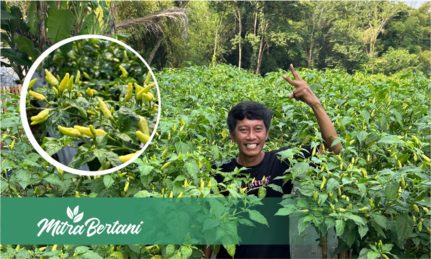 Budidaya Cabai : Tanaman Bersih Bercak, Layu dan Buah Maksimal
