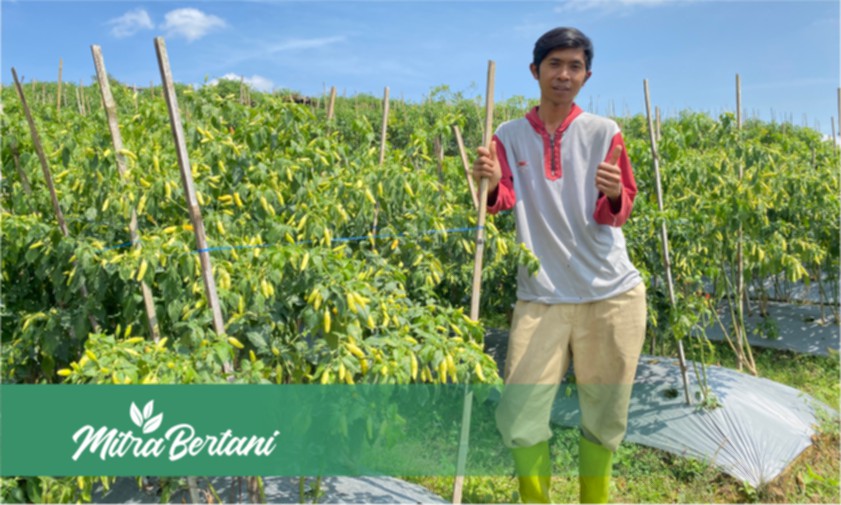Budidaya Cabai Musim Kemarau : Tumbuh Prima, Lebat & Tahan Virus