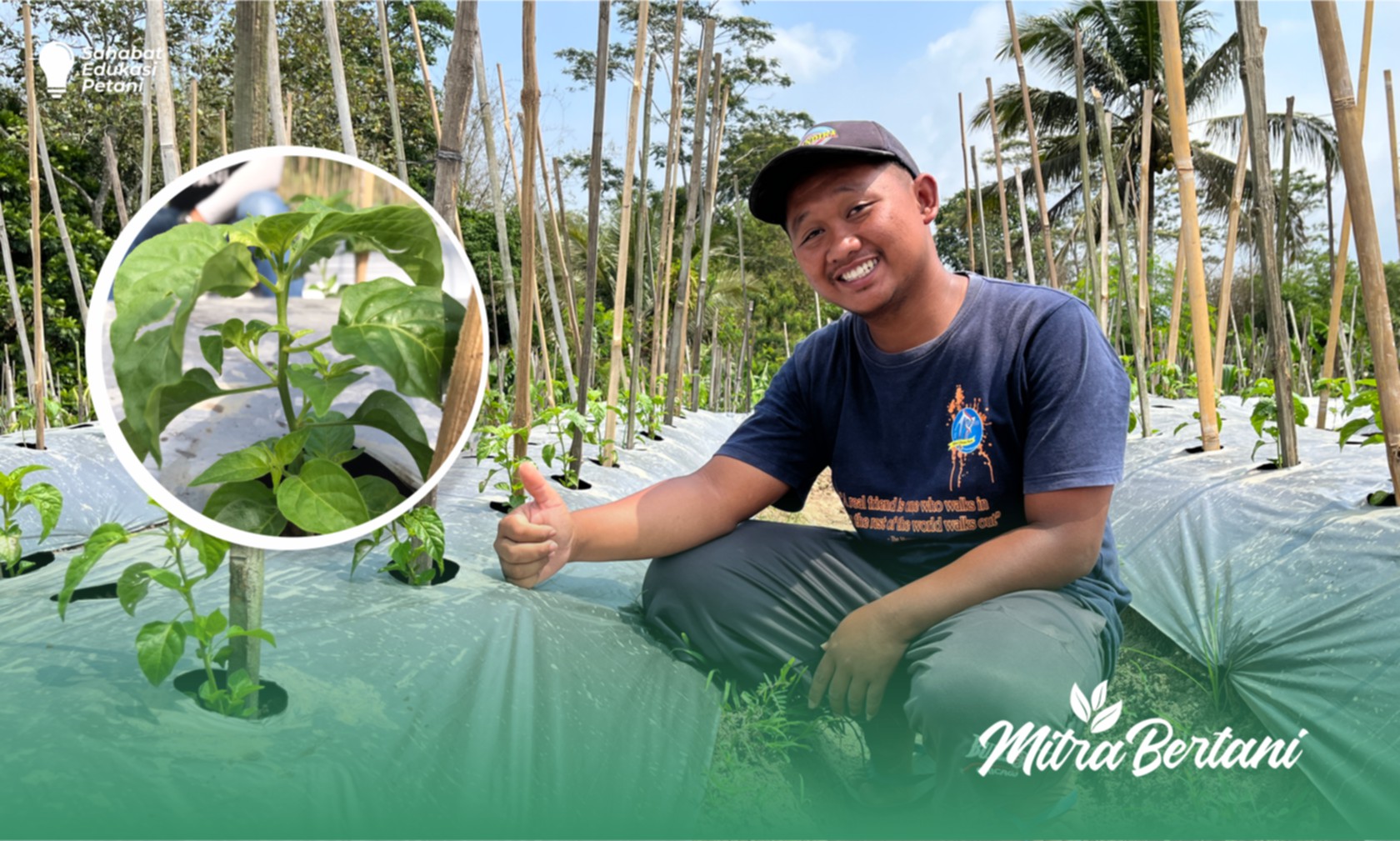 Budidaya Cabai : Pola Makan Tepat Tanaman Tumbuh Sehat dan Kuat