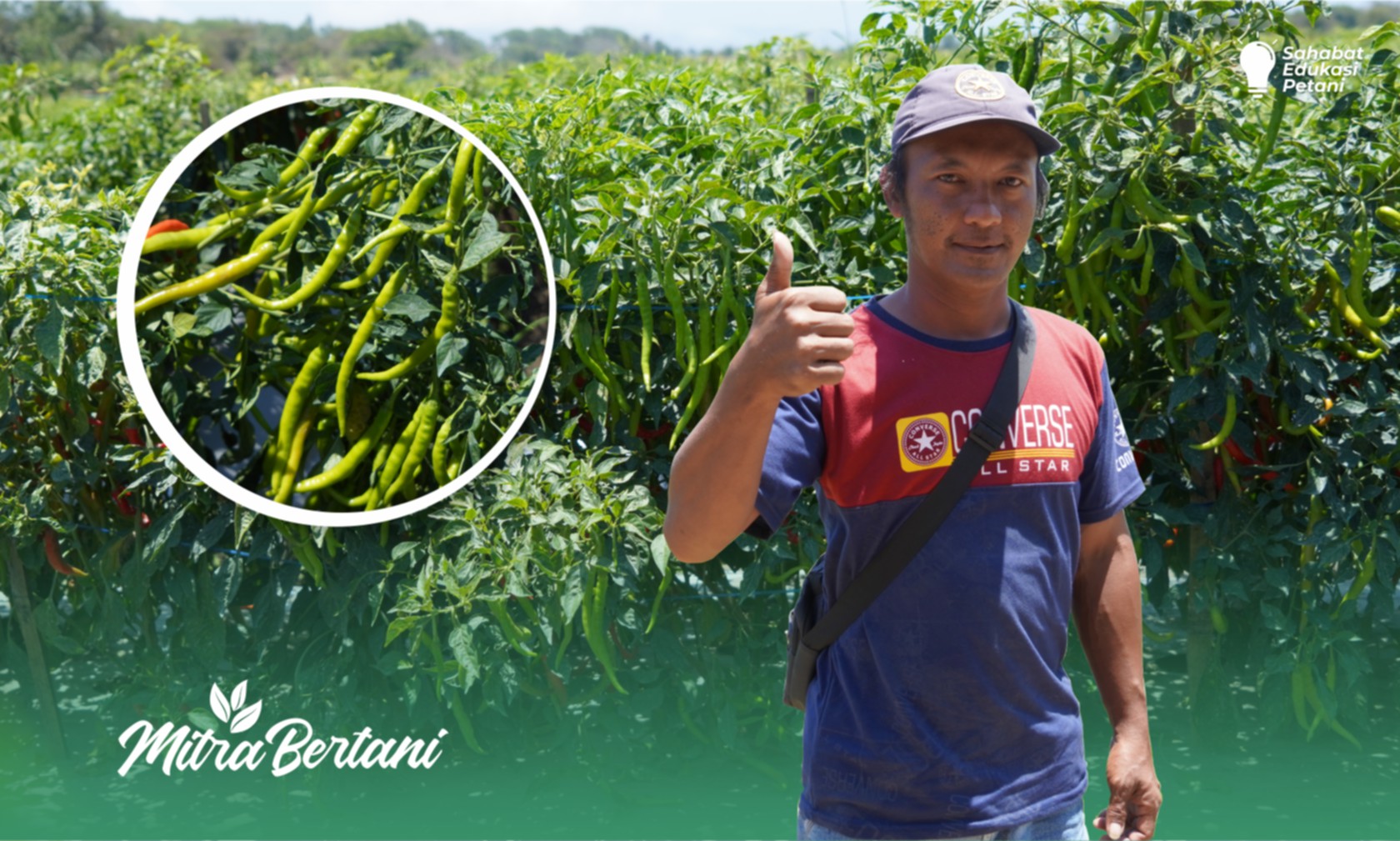 Budidaya Cabai Merah Keriting : pH tanah Masam Bukan Masalah, Begini Cara Mengatasinya