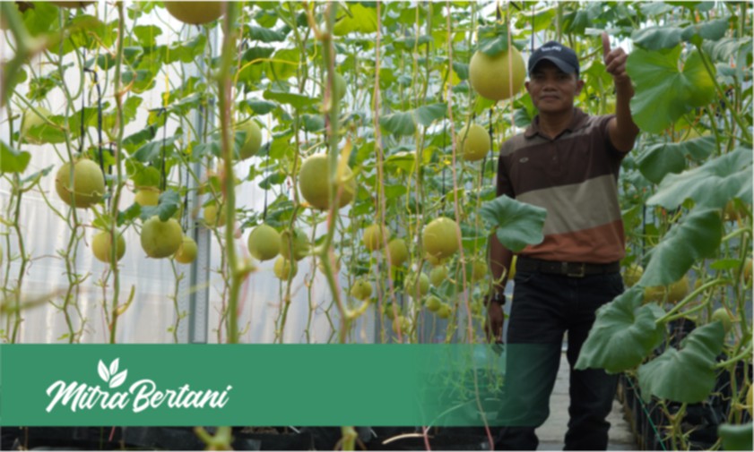 Budidaya Melon di Greenhouse : Untung Melimpah dan Menawarkan Hasil yang Mengejutkan
