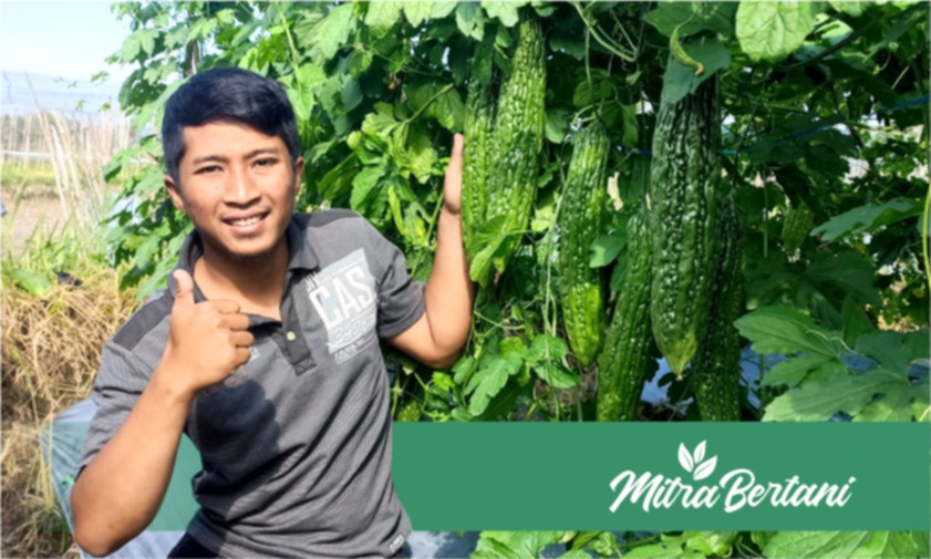 Resep Rahasia Agar Tanaman Pare Berbobot, Lebat, dan Tahan Jamur