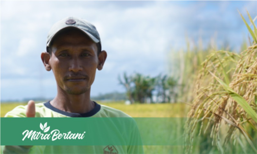 Resep Ajaib ! Padi Terbebas Hama dan Penyakit