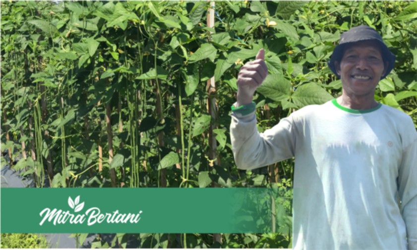 Biaya Murah Untuk Mencegah Virus Kuning Tanaman Kacang Panjang