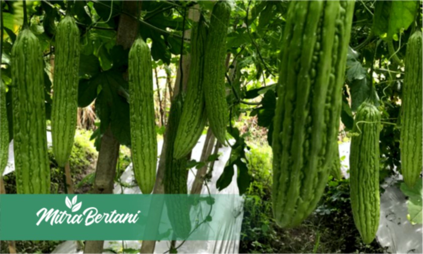 Penangkal  Resiko Kegagalan Budidaya Tanaman Pare dengan Pola Tanam yang Benar