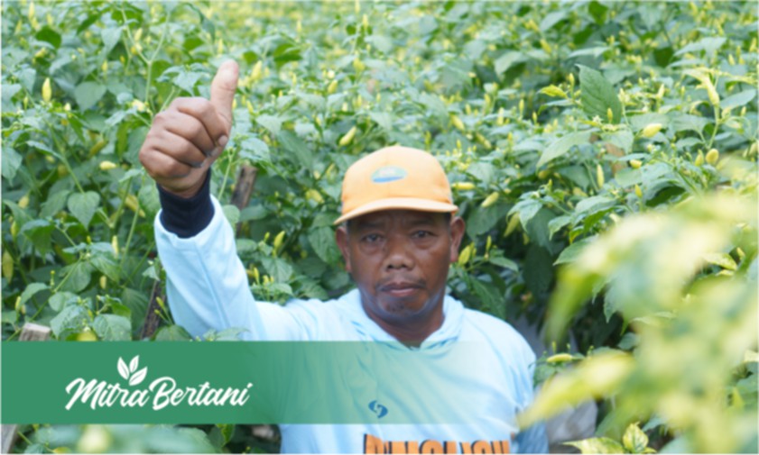 Amankan Cabai dari Layu, Busuk Batang, dan Antraknosa di Musim Hujan dengan Olah Lahan yang Tepat.