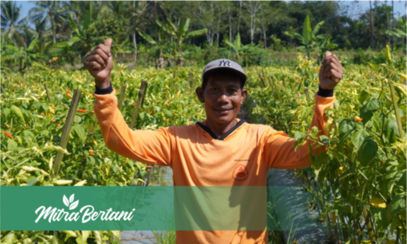 Kiat Budidaya Cabai : Langkah Efektif Tanam Cabai dilahan Bekas Banjir