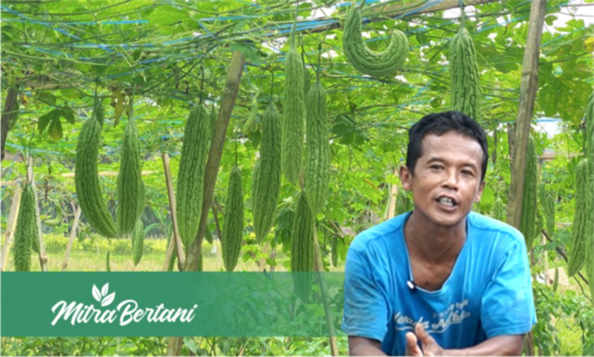 Sistem Tumpangsari dengan Olah Lahan Tepat Menyimpan Sejuta Keuntungan