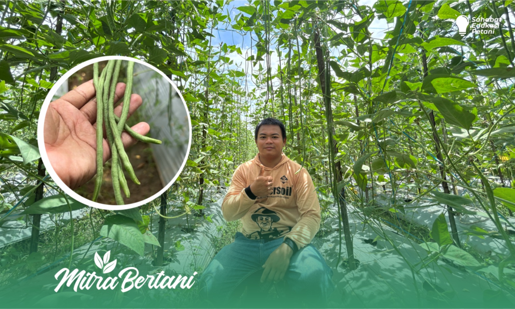 Budidaya Kacang Panjang : Tonase Petikan 450 kg dengan Perawatan Efisien dan Modal Murah