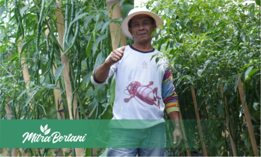 Hasilnya Bikin Melongo! Nekat Budidaya Tanaman Pola Tumpangsari dilahan Bekas