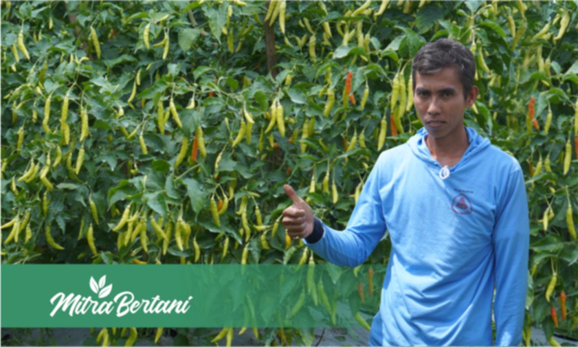 Pola Tanam dan Pemilihan Bibit Unggul Berpengaruh Terhadap Tingkat Keberhasilan Budidaya