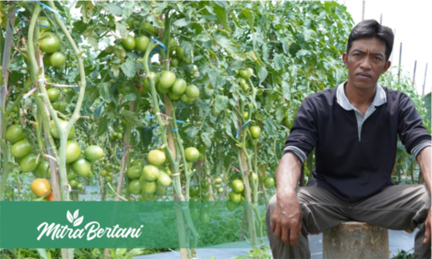 Kiat Sukses Budidaya Tanaman Tomat : Sukses Menghasilkan 4 kg Per Satu Tanaman
