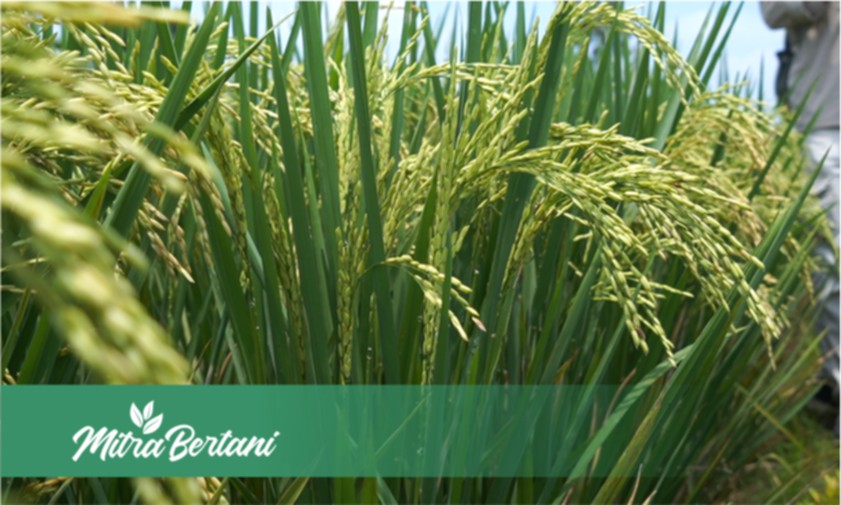 Begini Solusinya ! Mengendalikan Kendala Tanaman Padi di Musim Penghujan