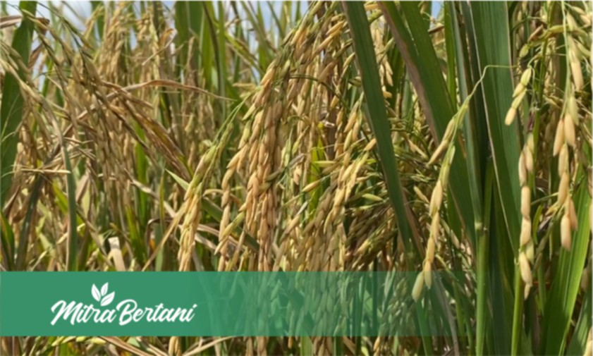 Evaluasi Agar Lebih Baik ! Pemilihan Varietas Membawa Pengaruh yang Signifikan