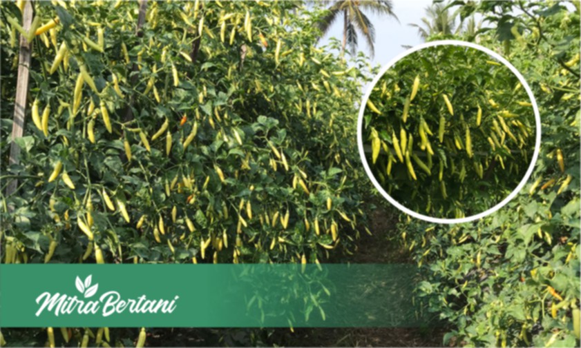 Kunci Budidaya Cabai : Pemilihan Varietas Tepat Akan Menghemat dan Hasil Meningkat Pesat